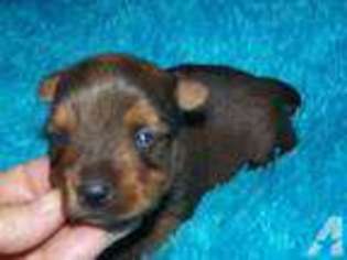 Yorkshire Terrier Puppy for sale in HARTSVILLE, SC, USA