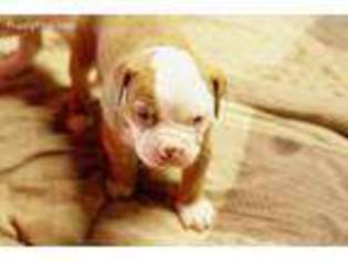 American Bulldog Puppy for sale in Newport News, VA, USA
