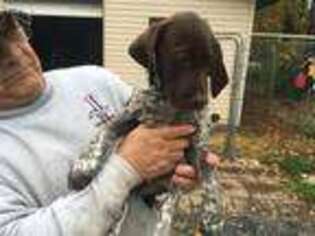 German Shorthaired Pointer Puppy for sale in Saxon, WI, USA