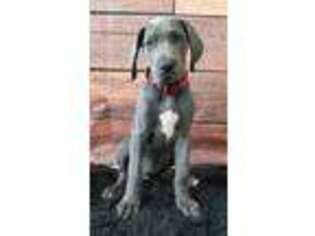 Great Dane Puppy for sale in Merced, CA, USA