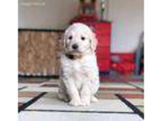 Goldendoodle Puppy for sale in Fernley, NV, USA