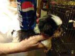 Shorkie Tzu Puppy for sale in Royal Center, IN, USA
