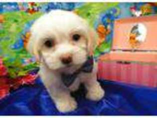Coton de Tulear Puppy for sale in Hulbert, OK, USA