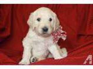 Goldendoodle Puppy for sale in EL DORADO HILLS, CA, USA
