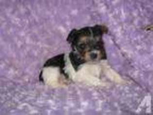 Yorkshire Terrier Puppy for sale in CUMBERLAND, VA, USA