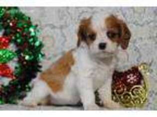Cavalier King Charles Spaniel Puppy for sale in Greens Fork, IN, USA
