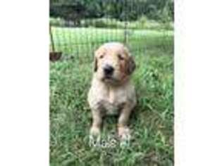 Golden Retriever Puppy for sale in Meeker, OK, USA