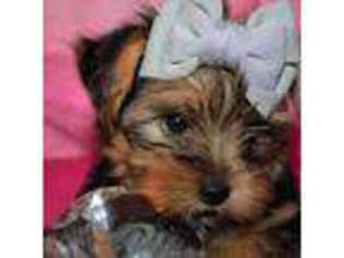 Yorkshire Terrier Puppy for sale in San Angelo, TX, USA