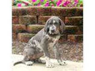 Great Dane Puppy for sale in Millersburg, PA, USA