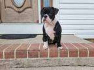 Olde English Bulldogge Puppy for sale in Glassboro, NJ, USA