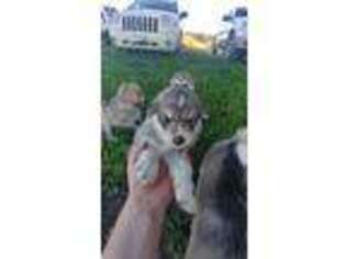 Alaskan Malamute Puppy for sale in Charlo, MT, USA