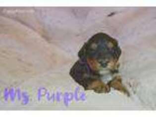 Mutt Puppy for sale in Grandville, MI, USA