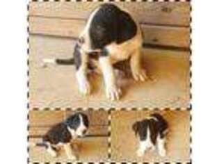 Great Dane Puppy for sale in Roanoke, AL, USA