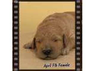 Goldendoodle Puppy for sale in East Brookfield, MA, USA