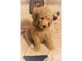 Goldendoodle Puppy for sale in Timberlake, NC, USA