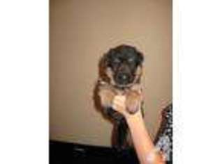 German Shepherd Dog Puppy for sale in WOLF CREEK, OR, USA
