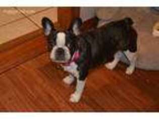 French Bulldog Puppy for sale in Mercer, PA, USA