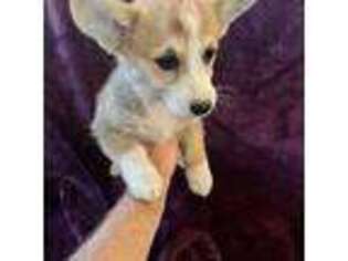 Pembroke Welsh Corgi Puppy for sale in Washoe Valley, NV, USA