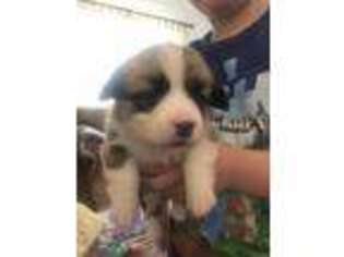 Pembroke Welsh Corgi Puppy for sale in Tonganoxie, KS, USA