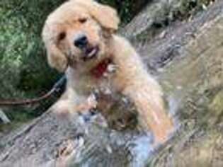 Golden Retriever Puppy for sale in Hendersonville, NC, USA