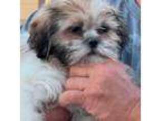 Mutt Puppy for sale in Firestone, CO, USA
