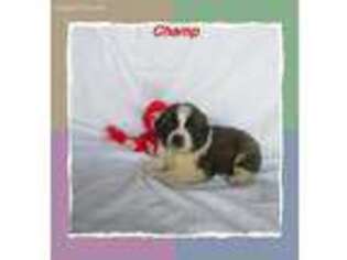 Saint Bernard Puppy for sale in Delta, PA, USA