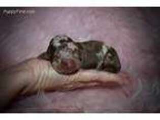 Dachshund Puppy for sale in Grayson, LA, USA