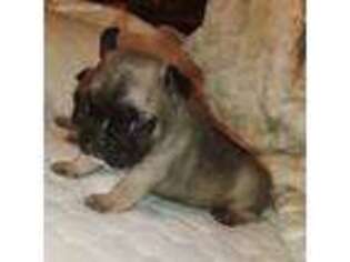 French Bulldog Puppy for sale in Bristow, OK, USA