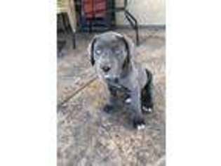 Cane Corso Puppy for sale in Riverside, CA, USA