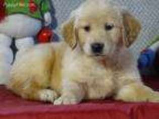 Golden Retriever Puppy for sale in Cambridge City, IN, USA