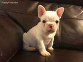 French Bulldog Puppy for sale in Florence, SC, USA