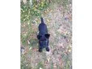 Cane Corso Puppy for sale in Klamath Falls, OR, USA
