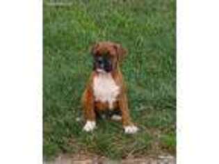 Boxer Puppy for sale in Ottawa, OH, USA