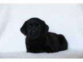 Labrador Retriever Puppy for sale in Waddell, AZ, USA