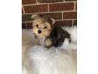 Yorkshire Terrier Puppy for sale in Niagara Falls, NY, USA