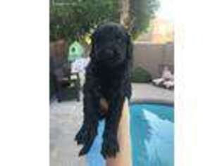 Goldendoodle Puppy for sale in Peoria, AZ, USA