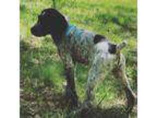German Shorthaired Pointer Puppy for sale in Columbia, MD, USA