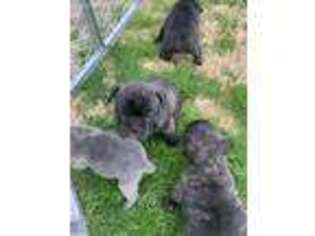 French Bulldog Puppy for sale in Pattonville, TX, USA