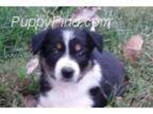 Border Collie Puppy for sale in Higginsville, MO, USA