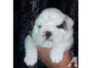 Bulldog Puppy for sale in CLIMAX, NC, USA