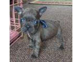 French Bulldog Puppy for sale in Rootstown, OH, USA