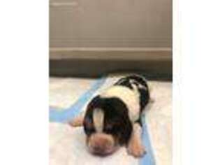 Basset Hound Puppy for sale in Orland, CA, USA
