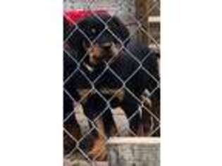 Rottweiler Puppy for sale in Washington Court House, OH, USA