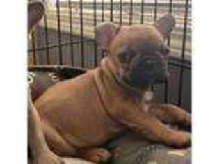 French Bulldog Puppy for sale in Mc Intyre, GA, USA