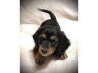 Dachshund Puppy for sale in West Milton, OH, USA