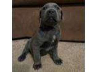 Cane Corso Puppy for sale in Saint Henry, OH, USA