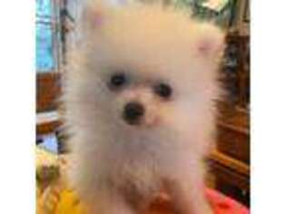Pomeranian Puppy for sale in Hilo, HI, USA