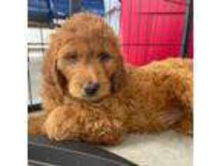 Goldendoodle Puppy for sale in Hialeah, FL, USA