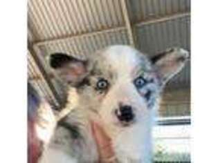 Pembroke Welsh Corgi Puppy for sale in Milford, TX, USA