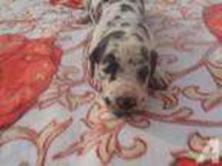 Great Dane Puppy for sale in SHEPHERDSVILLE, KY, USA
